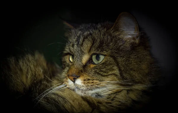어두운 검은색 배경을 타비그린 고양이 — 스톡 사진