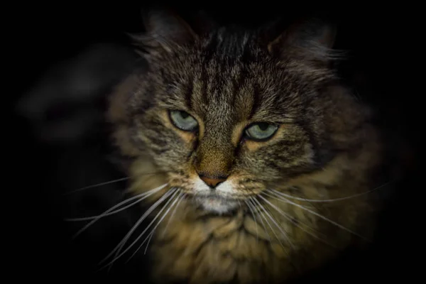 어두운 검은색 배경을 타비그린 고양이 — 스톡 사진