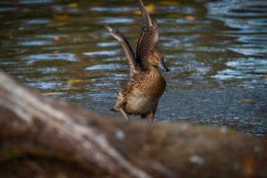 Sonbahar akşamı mavi su birikintisinde kahverengi erkek ördek