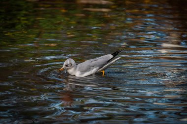 Güney Bohemya 'da sonbaharda taze bir akşamda küçük renkli gölde martı kuşu