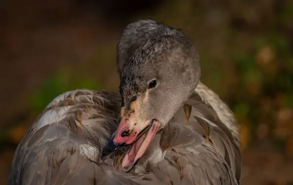 Šedá Husa Barevným Zobákem Malém Barevném Jezírku Podzimním Svěžím Večeru — Stock fotografie