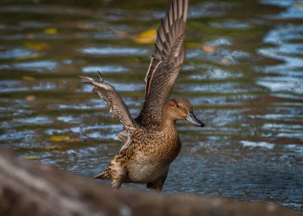 Anatra Maschio Marrone Sul Laghetto Acqua Blu Autunno Colore Sera — Foto Stock