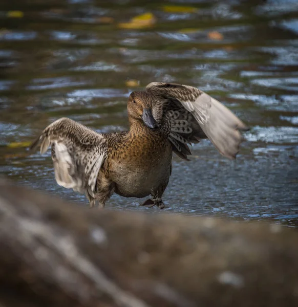 Canard Mâle Brun Sur Étang Eau Bleue Soirée Couleur Automne — Photo