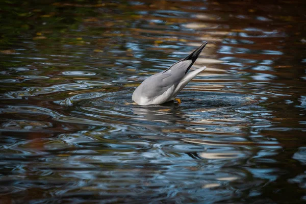 Havsmåsfågel Liten Färgdamm Hösten Fräsch Kväll Södra Böhmen — Stockfoto