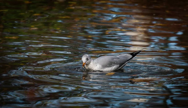 Gaivota Mar Pequena Lagoa Cores Outono Noite Fresca Sul Boêmia — Fotografia de Stock