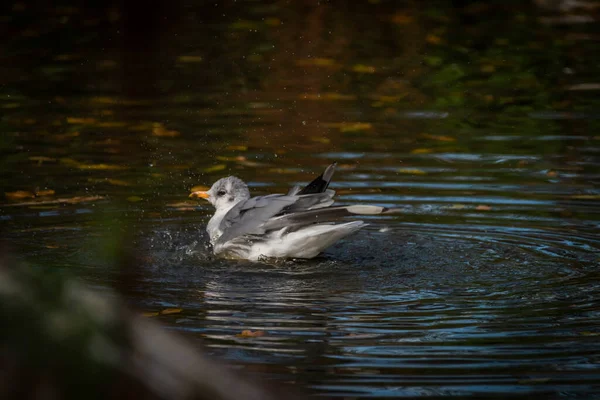 Möwenvogel Auf Kleinem Teich Herbst Frischer Abend Südböhmen — Stockfoto