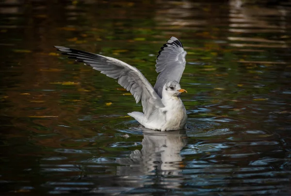 Güney Bohemya 'da sonbaharda taze bir akşamda küçük renkli gölde martı kuşu