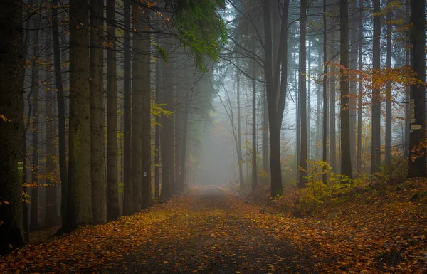 Jesienny Kolor Ścieżki Leśnej Górach Luzicke Jesienią Zachmurzone Deszczowy Świeży — Zdjęcie stockowe
