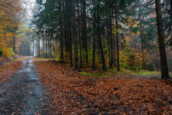 Luzicke Dağlarında Sonbahar Renkli Orman Yolu Sonbahar Bulutlu Yağmurlu Taze — Stok fotoğraf