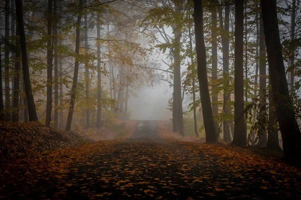 Camino Del Bosque Color Otoñal Las Montañas Luzicke Otoño Nublado — Foto de Stock