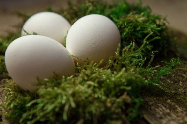 Yosun tutmuş yumurtalar. 