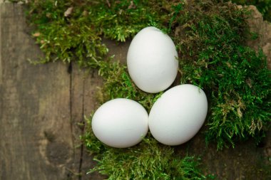 Yosun tutmuş yumurtalar. 