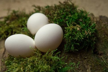 Yosun tutmuş yumurtalar. 