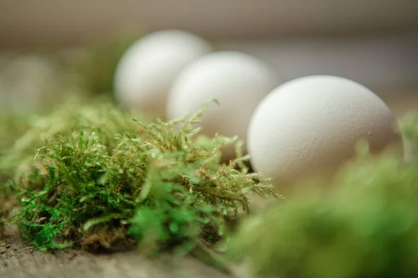 Eggs Moss — Stock Photo, Image