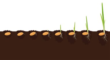 Plant growth phases stages in soil. Evolution germination progress concept. Sprout seeds of corn, millet, barley, wheat, oats growing organic agriculture. Isolated illustration on white background.