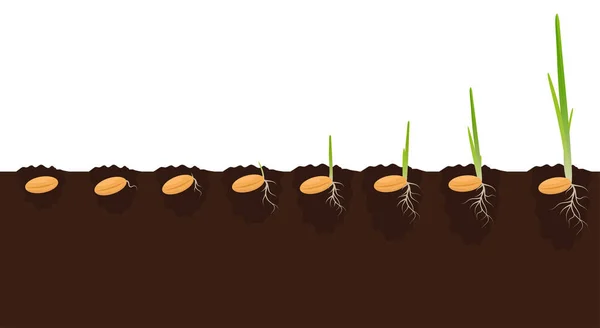 Φάσεις Ανάπτυξης Φυτών Στο Έδαφος Έννοια Προόδου Ανάπτυξης Βλάστησης Σπόροι — Διανυσματικό Αρχείο