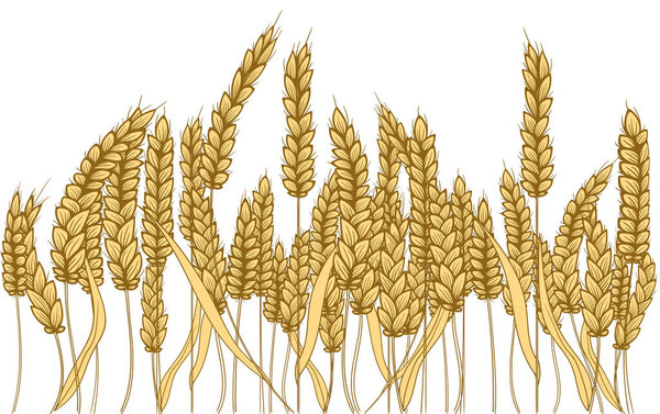  Farm field illustration. Vector hand drawn yellow wheat ears set. Bunch of grain barley. Banner design. Barley illustration in vintage style. Wheat grain, granule, kernel, oat.