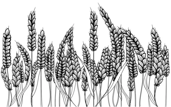 农田线图解 病媒手绘有小麦耳朵的黑色轮廓 一群麦粒大麦 横幅设计 用老式风格的大麦插图 小麦粒 — 图库矢量图片