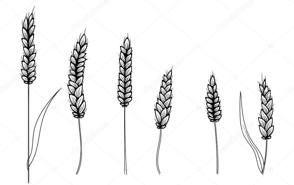  Vector hand drawn black silhouette of wheat ears set. Barley illustration in vintage style. Wheat grain, granule, kernel, oat.