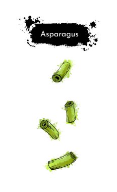  Vegetables sliced asparagus. Hand drawn sketch green watercolor painting on white background. Grunge texture graphic vector illustration.