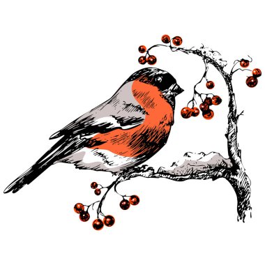  Vector illustration winter Christmas hand drawn ink card with bullfinch with red breast sitting on a tree with holly berries.