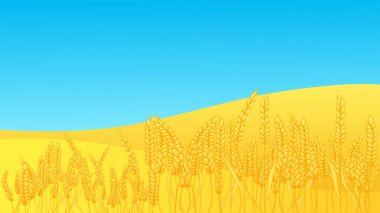  Arka planda olgun buğday tarlası olan kırsal yaz manzarası. Altın tahıl vadisiyle vektör çizimi. Çiftlik güz hasadı. Ukrayna bayrağı