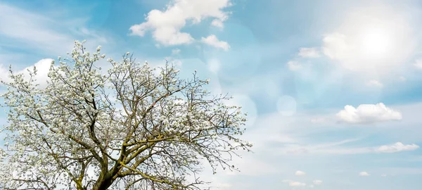 Güneşli Bir Bahar Gökyüzünün Arka Planında Çiçek Açan Kiraz Ağacı — Stok fotoğraf