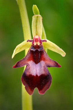 Ophrys insectifera, sinek orkidesi, çiçek açan Avrupa karasal orkidesi doğa habitatı, çiçek detayı, yeşil berrak arka plan, Çek Cumhuriyeti. Yakın plan bitki fotoğrafı..