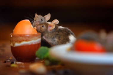 Ev mutfağındaki fare. Fare fare, Rattus norvegicus, kirli tabak tabaklarından kalan yemek artıklarını yer, binadaki hayvani rehaveti. Bölgedeki şehir yaban hayatı, habitattaki sevimli sıçan, Berlin, Almanya. 