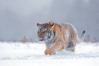 Vahşi kış doğasında kaplan, karda koşuyor. Sibirya kaplanı, Panthera tigris altaica. Vahşi kedili kar taneleri. Tehlikeli bir hayvanla vahşi yaşam sahnesi. Tayga 'da soğuk kış, Rusya. 
