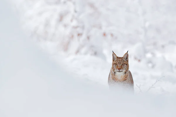 Лінкс Зимова Дика Природа Гарненька Велика Кішка Природному Середовищі Холодний — стокове фото