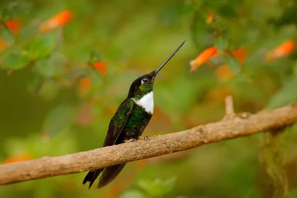 Divoká Kolumbie Pták Květinou Collared Inca Coeligena Torquata Tmavě Zelená — Stock fotografie