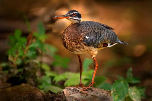 Close Bird — Stock Photo, Image