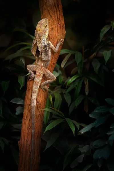 Chlamydosaurus Kingi Lagarto Volante Árbol Bosque Oscuro Lagarto Dragón Con — Foto de Stock