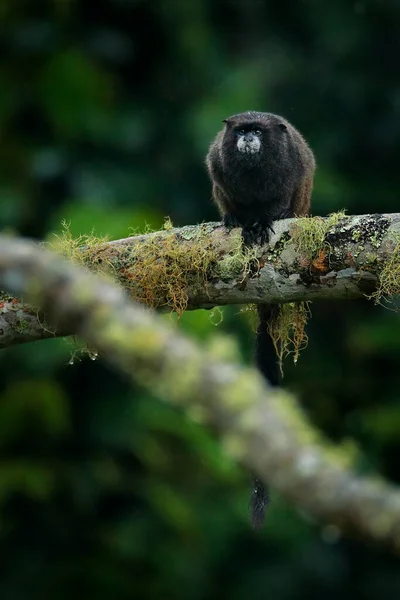 Мавпа Чорна Мантія Тамарін Національного Парку Сумако Еквадорі Сцена Дикої — стокове фото