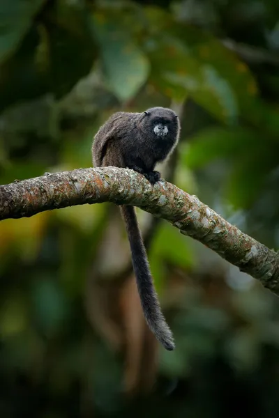 エクアドルのサマコ国立公園から黒マントルタマリン猿 自然からの野生動物のシーン 熱帯ジャングルの森の木の枝に座っているタマリン 生息地の動物 — ストック写真