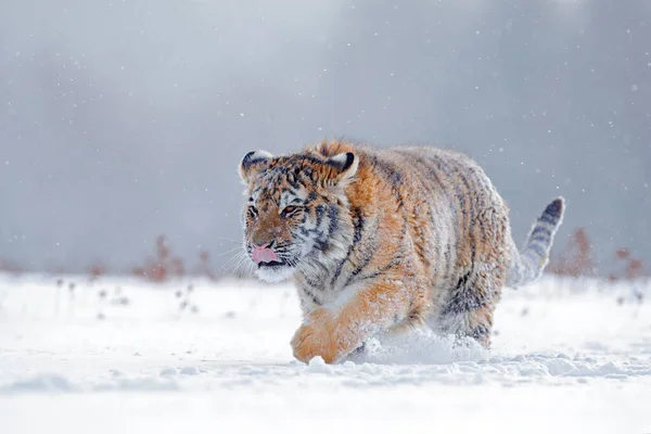 Тигр Дикій Зимовій Природі Бігає Снігу Сибірський Тигр Panthera Tigris — стокове фото