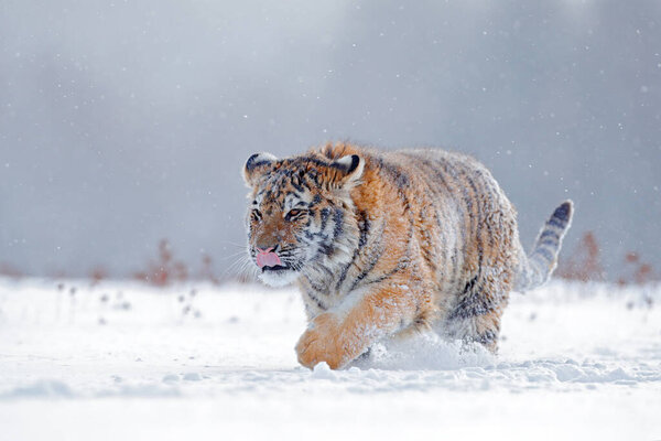 Tiger in wild winter nature, running in the snow. Siberian tiger, Panthera tigris altaica. Snowflakes with wild cat. Action wildlife scene with dangerous animal. Cold winter in taiga, Russia. 