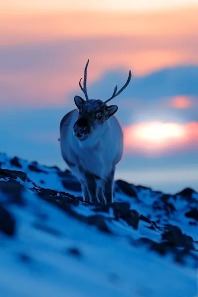 Divoká Arktida Divocí Sobi Rangifer Tarandus Masivními Parohy Sněhu Svalbard — Stock fotografie