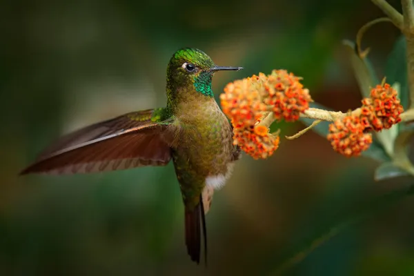 Oiseau Avec Fleur Orange Metaltail Tyrien Metallura Tyrianthina Districta Colibri — Photo