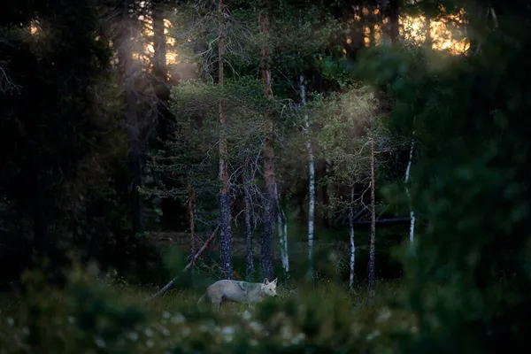 Wolf Uit Finland Grijze Wolf Canis Lupus Het Voorjaarslicht Het — Stockfoto