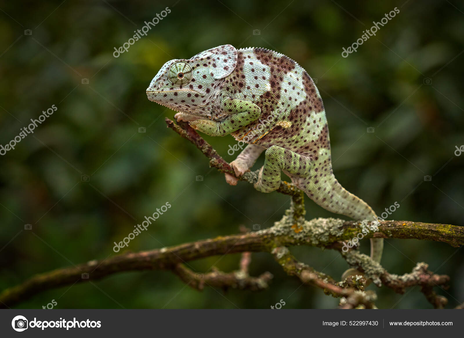 ニッタンプロフ確認様専用 Chameleons of Africa（Frans de Waal