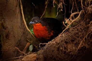 Karanlık sırtlı bıldırcın, Odontophorus melanonotus, Ekvador 'daki tropik dağ ormanlarından nadir bulunan bir kuş. Ağaç köklerinde saklanmış bıldırcın, doğal yaşam alanı, vahşi yaşam..