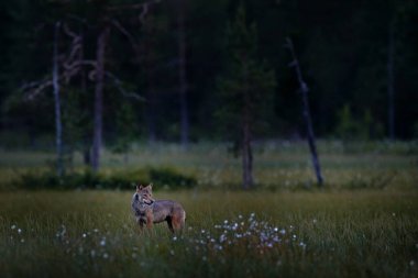 Gece ormanı. Finlandiya kurdu. Gri kurt, köpek lupus, bahar ışığında, ormanda yeşil yapraklarla. Doğadaki kurt yuvası. Finlandiya Taiga 'sında vahşi bir hayvan. Vahşi yaşam, Avrupa. 