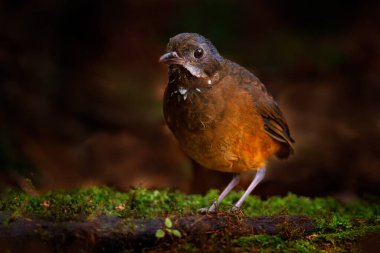 Bıyıklı antpitta, Grallaria alleni, kuş familyası Grallariidae, Kolombiya, Ekvador ve Peru 'nun kuzeyinden. Doğa tropik orman habitatında karıncayiyen, San Isidro, Ekvador. Kahverengi kuş.