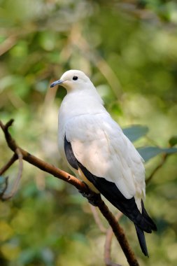 Ducula bicolor, Pied imparatorluk güvercini, Tayland 'dan güzel büyük beyaz kuş. Yaşam alanında güvercin, yeşil ormanda güneşli bir gün. Doğadan vahşi yaşam sahnesi. Ağaç gövdesinde oturan kuş..