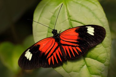 Heliconius Melpomene, Kosta Rika 'dan postacı kelebek. Tropik ormandaki yeşil yaprakların üzerindeki siyah ve turuncu kelebek. Güneşli bir gün, vahşi doğa. Ormandaki güzel böcek.
