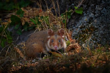 Avrupa hamsterı Cricetus Cricetus, Viyana, Avusturya 'da çayır çimlerinde. Kahverengi ve beyaz, siyah karınlı hamster, doğal yaşam ortamında ön manzara portresi. Vahşi şirin fare, yaz yaban hayatı.