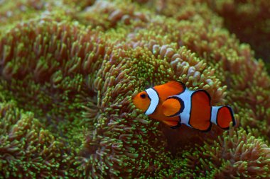 Clow Anemonfish, Amphiprion ocellaris, Hint ve Pasifik okyanuslarından portakal beyazı küçük balıklar. Bu balıklar Hindistan-Malezya bölgesinde bulunurlar. Clow Anemonfish doğal su habitatında.