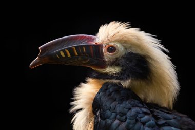 Visayan boynuzu, Penelopides panini, karanlık ormanda. Hornbill, tropik ormandan yakın çekim ekibi Balinsasayao Twin Lakes Doğal Parkı, Sibulan, Negros Oriental, Filipinler. Vahşi yaşam Asya.